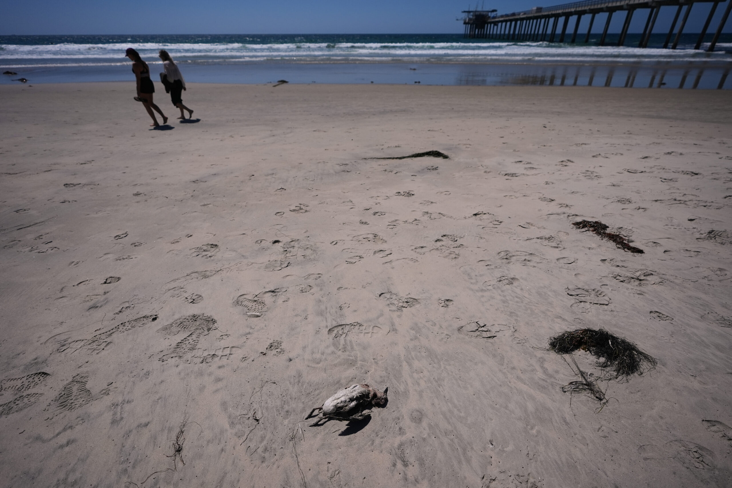 A marine heat wave caused seabird deaths off California. El Nino could worsen the die-off.