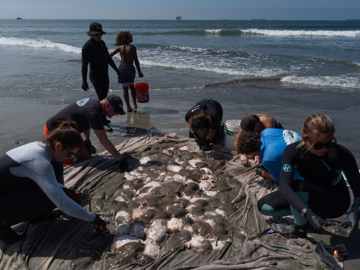Stingray lashings are up as marine heat wave draws more to shore