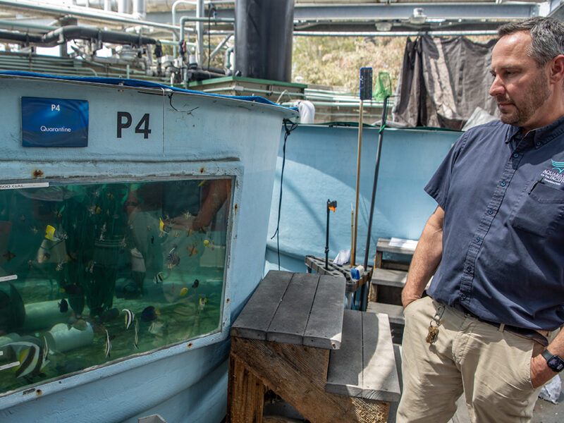 How the Aquarium of the Pacific scrambled to save hundreds of sea creatures after 2 massive smuggling busts