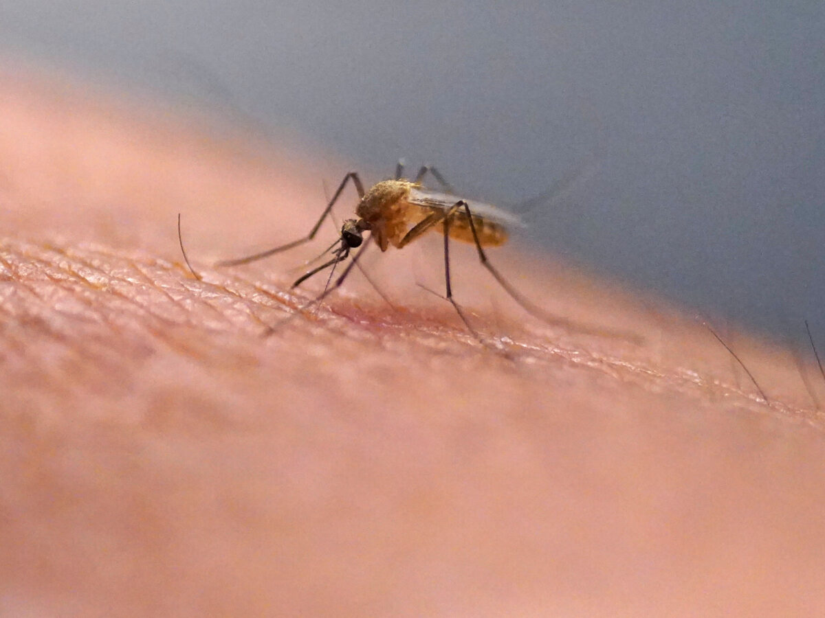 Mosquito-borne illness is surging in Long Beach. We asked experts why and how to protect yourself