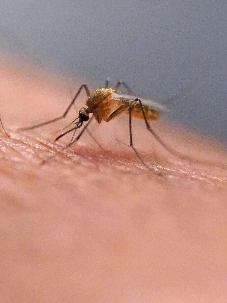 Mosquito-borne illness is surging in Long Beach. We asked experts why and how to protect yourself