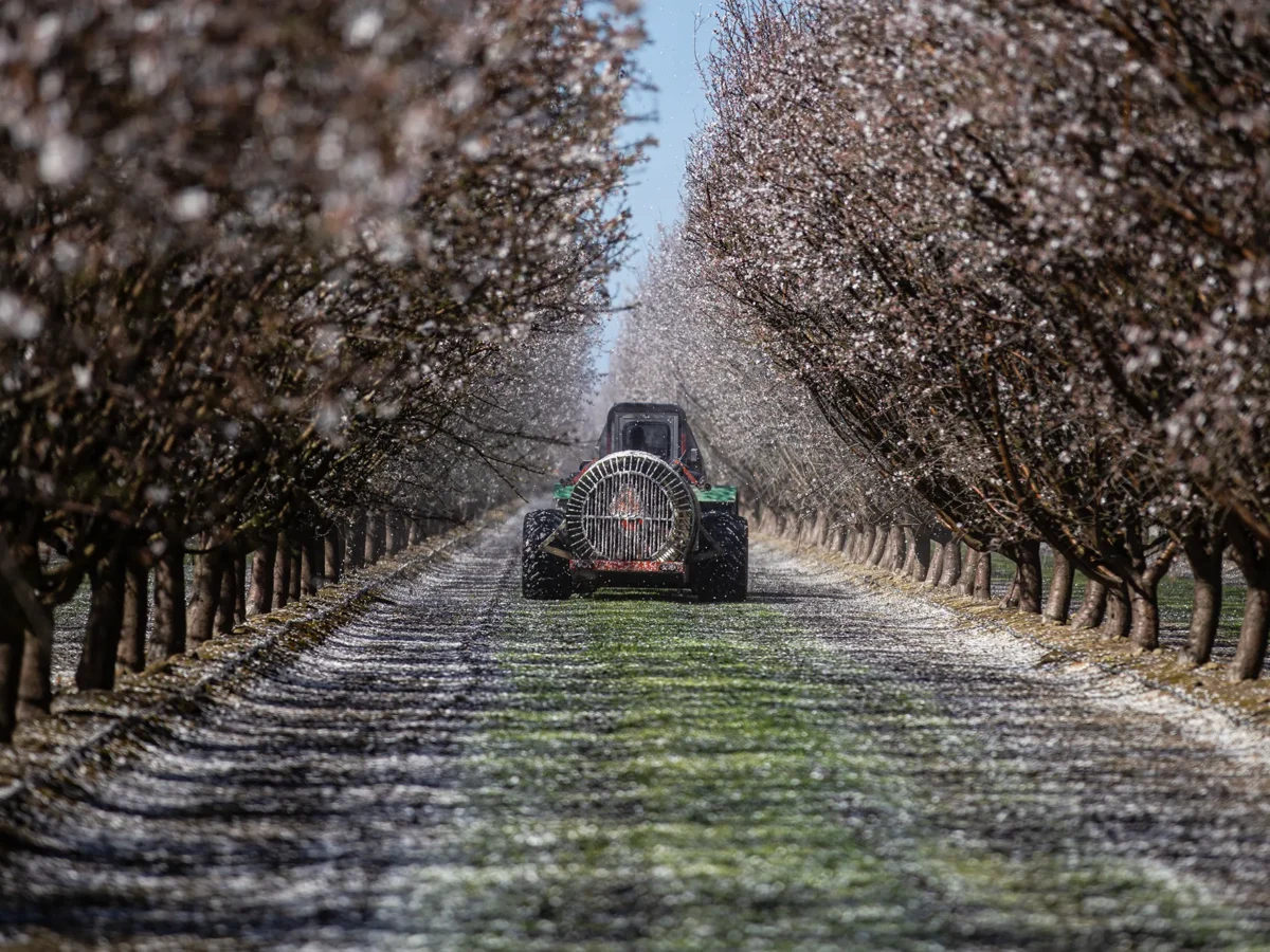 Fact check: Is Sam Altman right that almonds use more water than ChatGPT queries?