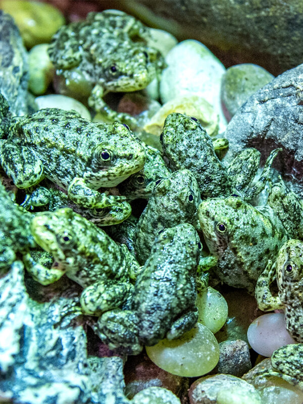 A California frog is on the brink of extinction. Long Beach’s aquarium has a plan to save it