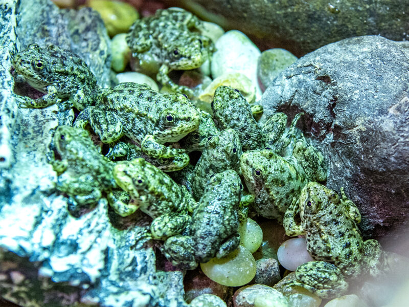 A California frog is on the brink of extinction. Long Beach’s aquarium has a plan to save it