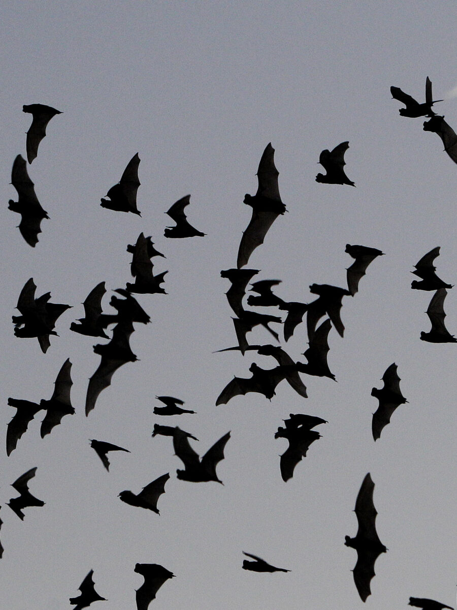 LA County says they’ve already found 69 bats with rabies. How to protect yourself and pets