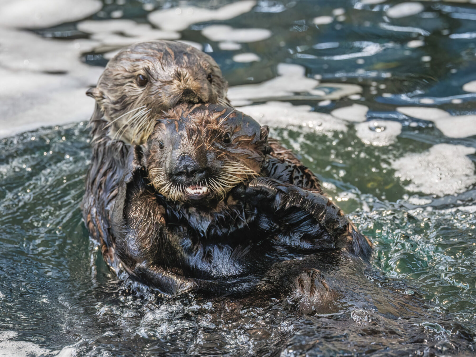 Two sea otters play with each other.