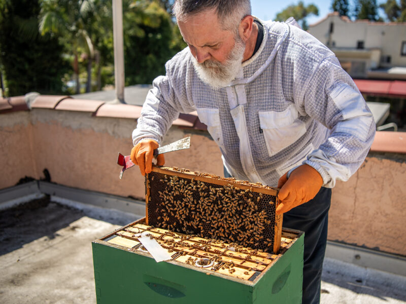 With 15 beehives tucked around town, this man is selling honey that’s distinctly Long Beach