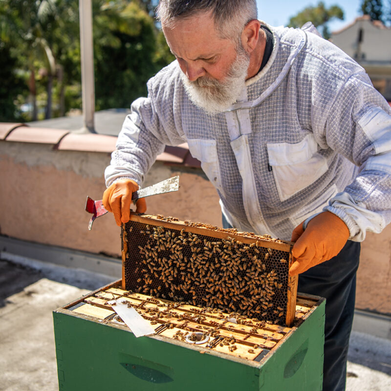 With 15 beehives tucked around town, this man is selling honey that’s distinctly Long Beach